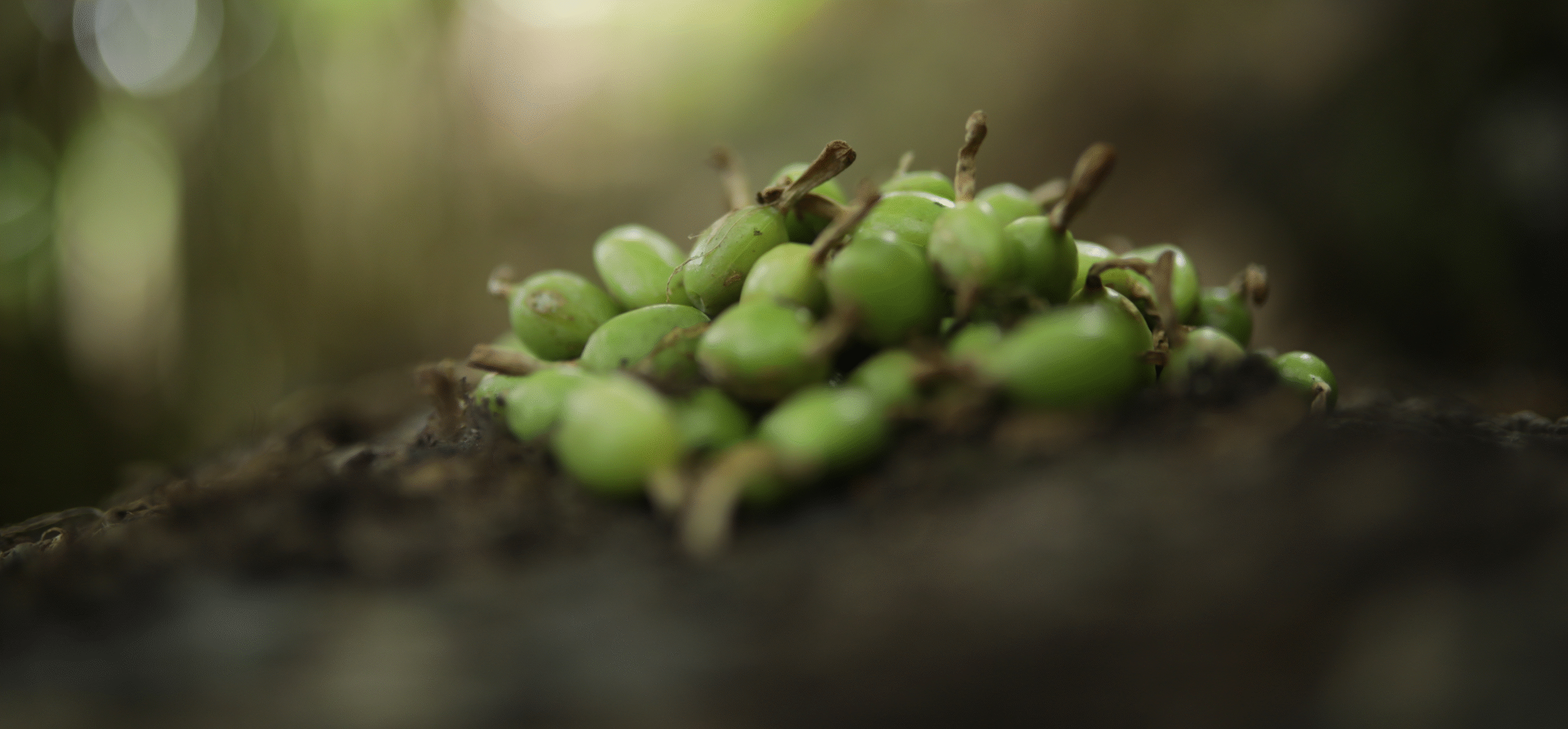 Cloves
